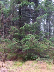 Picea sitchensis