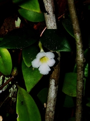 Codonanthopsis crassifolia