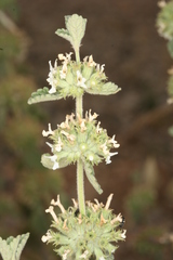 Marrubium