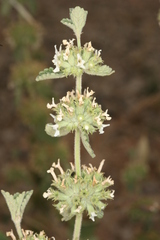 Marrubium
