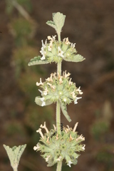 Marrubium
