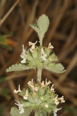 Marrubium