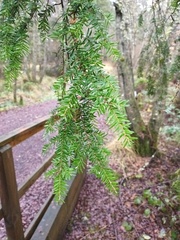 Tsuga heterophylla