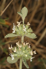 Marrubium