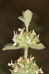 Marrubium