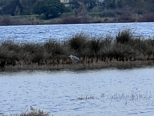 Airone cenerino