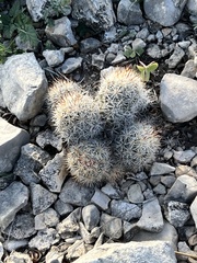 Escobaria emskoetteriana