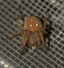 Pararaneus cyrtoscapus