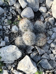 Escobaria emskoetteriana