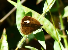 Mycalesis junonia