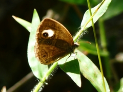 Mycalesis junonia