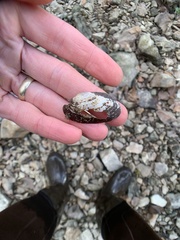 Uniomerus tetralasmus