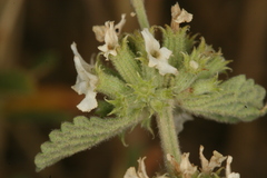 Marrubium