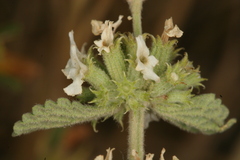 Marrubium