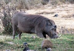 Phacochoerus africanus