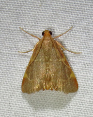 Hypsopygia binodulalis