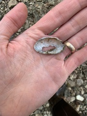 Uniomerus tetralasmus