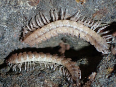 Polydesmus