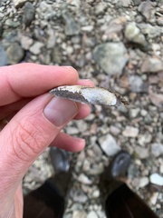 Uniomerus tetralasmus