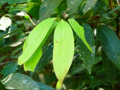 Cinnamomum