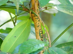 Cinnamomum