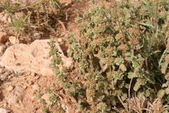 Marrubium