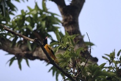 Oriolus xanthornus
