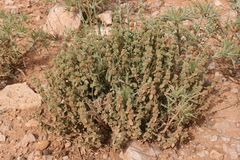 Marrubium