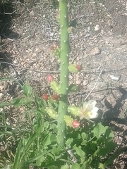 Opuntia salmiana