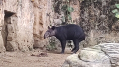 Tapirus