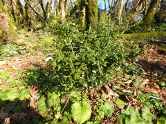 Buxus colchica