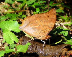 Charaxes bernardus