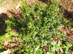 Buxus colchica