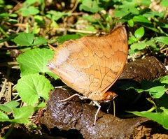 Charaxes bernardus