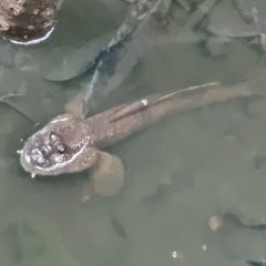 Periophthalmodon schlosseri