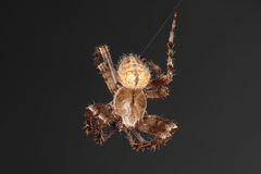 Pararaneus cyrtoscapus