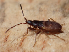 Rhyparochromidae