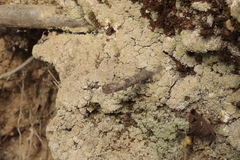 Hypocenomyce scalaris