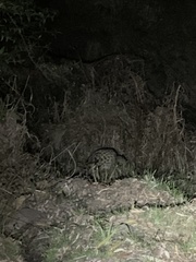 Prionailurus bengalensis