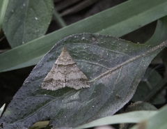 Phalaenophana pyramusalis