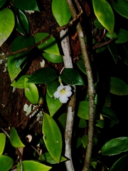 Codonanthopsis crassifolia