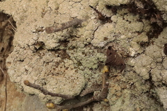 Hypocenomyce scalaris