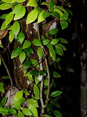 Codonanthopsis crassifolia