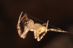 Pararaneus cyrtoscapus