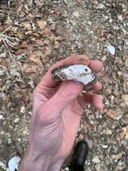 Sagittunio subrostratus