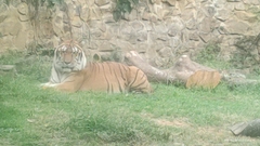 Panthera tigris