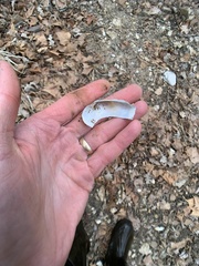 Sagittunio subrostratus