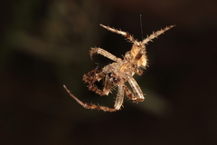 Pararaneus cyrtoscapus