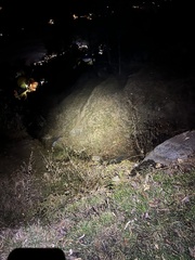 Prionailurus bengalensis