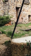 Panthera tigris